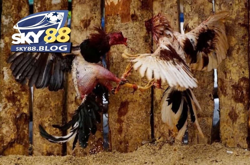 Đá Gà Chọi Cuba Sky88: Sân Cược Cực Đẳng Cấp Cho Kê Thủ 3 Một số dòng Đá Gà Chọi Cuba được cho là phổ biến nhất ở thị trường Việt Nam