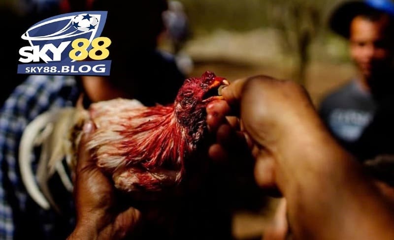 Đá Gà Chọi Cuba Sky88: Sân Cược Cực Đẳng Cấp Cho Kê Thủ 4 Dựa vào đâu mà giá giống Đá Gà Chọi Cuba được cập nhật cao đến thế