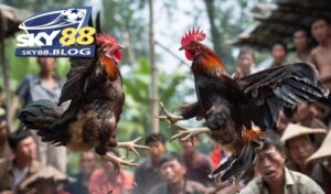 Những điều cần biết về Đá Gà Shamo Sky88 là gì?